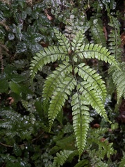 Arachniodes rhomboidea