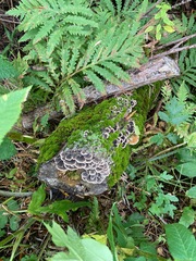 Trametes versicolor image