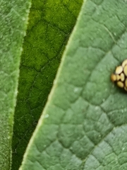 Harmonia testudinaria