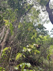 Antidesma pulvinatum