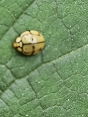 Harmonia testudinaria