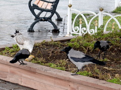 Corvus cornix