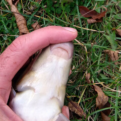 Moxostoma macrolepidotum