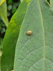 Harmonia testudinaria