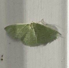 Synchlora