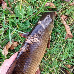 Moxostoma macrolepidotum