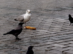 Corvus cornix