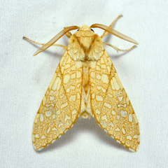 Lophocampa mixta