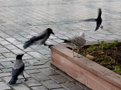 Corvus cornix