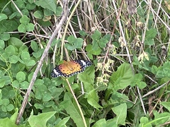 Argynnis hyperbius hyperbius