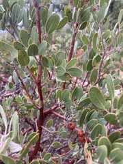 Arctostaphylos