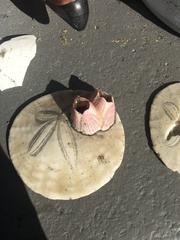 Paraconcavus pacificus