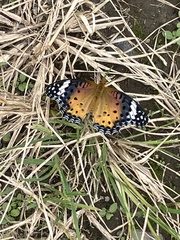 Argynnis hyperbius hyperbius