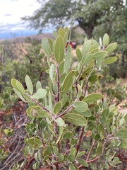 Arctostaphylos