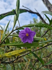 Solanum laciniatum