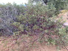 Arctostaphylos