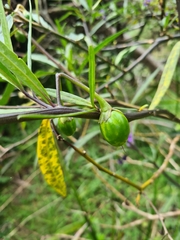 Solanum laciniatum