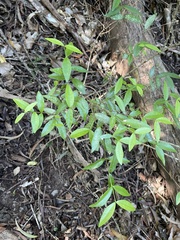 Alyxia stellata