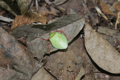 Chlorocoris distinctus