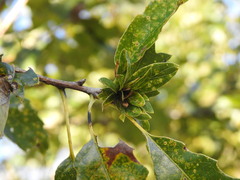Andricus quercusfrondosus