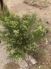 Baccharis sergiloides