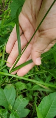 Carex cristatella