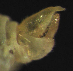 Ctenarytaina insularis