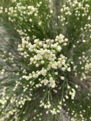 Baccharis sergiloides