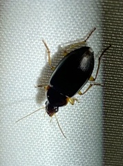 Notiobia terminata
