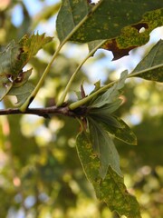 Andricus quercusfrondosus
