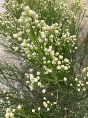Baccharis sergiloides