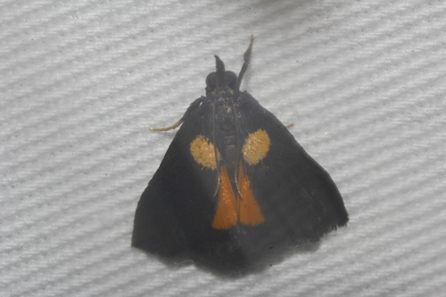 Semnia auritalis