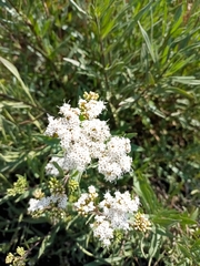 Stevia