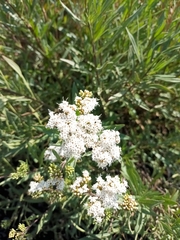 Stevia