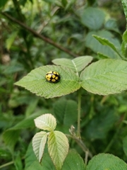 Epilachna mexicana