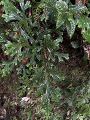 Selaginella doederleinii