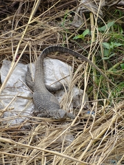 Varanus bengalensis