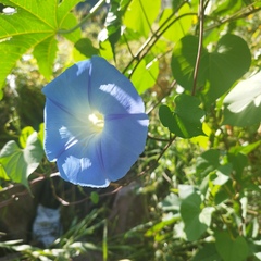 Ipomoea tricolor