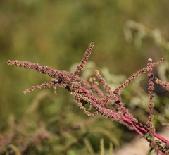 Amaranthus spinosus