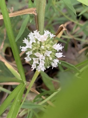 Spermacoce verticillata