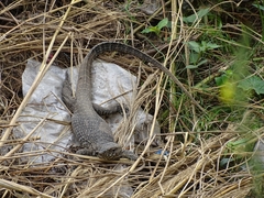 Varanus bengalensis
