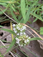 Spermacoce verticillata