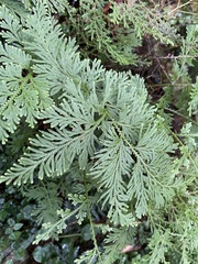 Selaginella moellendorffii