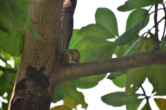 Funambulus palmarum