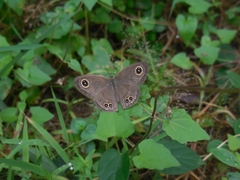 Ypthima baldus