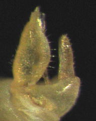 Ctenarytaina insularis