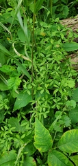 Galium obtusum