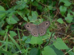 Ypthima baldus