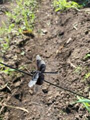 Erythrodiplax funerea