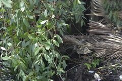 Sonneratia caseolaris